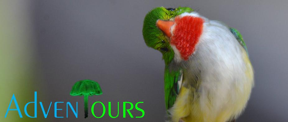 AdvenTours PUERTO RICO - BIRDING TRIPS AND TOUR PACKAGES �