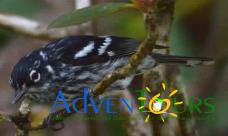 Elfin-woods Warbler � Hilda G Morales-NIeves