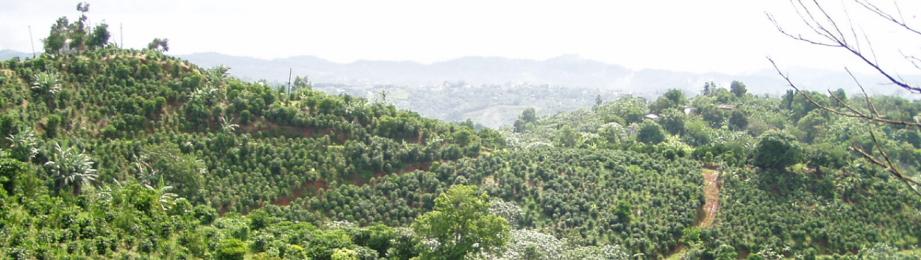 Coffee Plantation.  Photo by Hilda Morales.