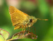 Chorantus borincona, Watson�s Chorantus